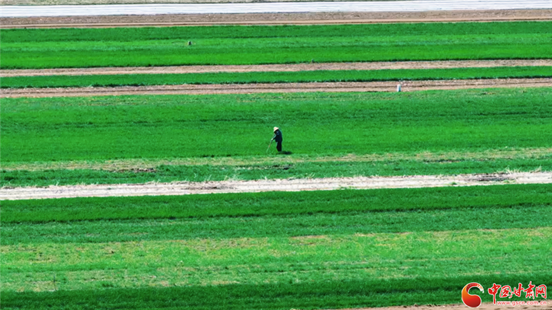 不負(fù)春光搶農(nóng)時 甘肅沃野孕育豐收希望