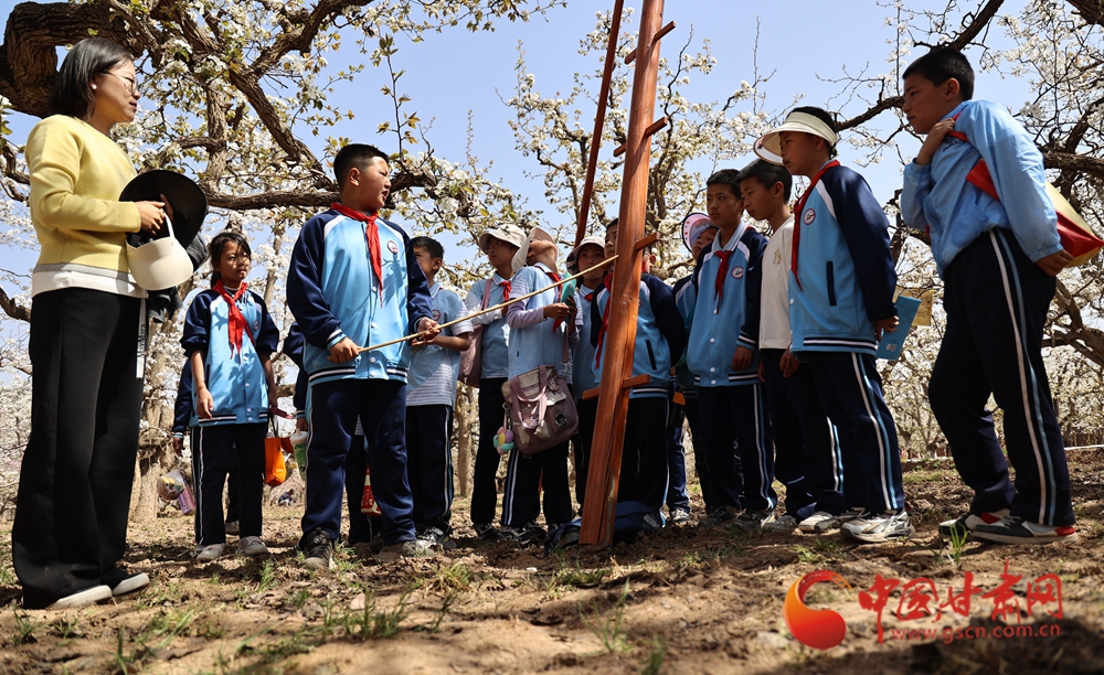 蘭州皋蘭什川明德小學(xué)古梨園研學(xué)現(xiàn)場側(cè)記