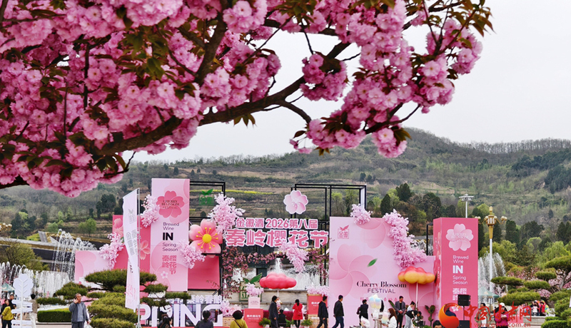 圖集｜“櫻”你而美，共赴金徽春日之約