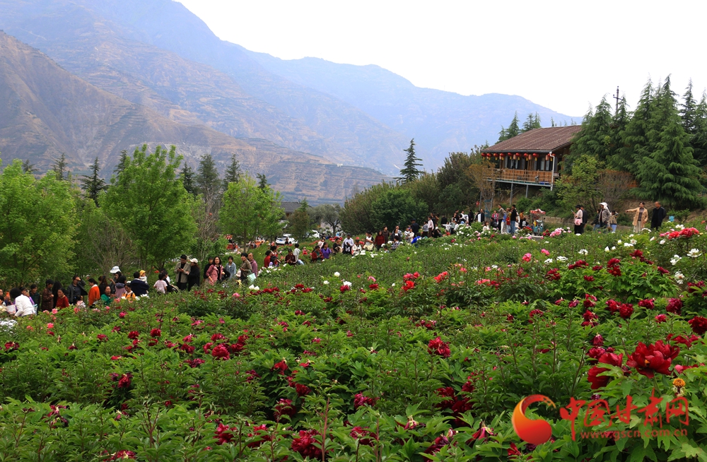 春動隴原丨武都：牡丹吐艷 一園花景待君來