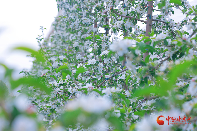 崇信：蘋(píng)果花開(kāi)滿塬香