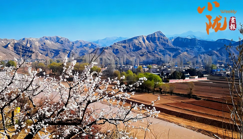 【小隴畫(huà)報(bào)·488期】東鄉(xiāng)：唐汪杏花的詩(shī)意與煙火