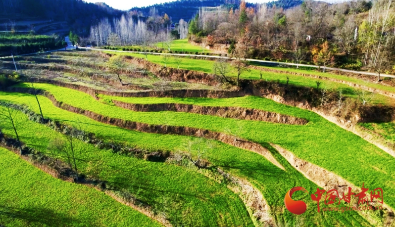 春動(dòng)隴原丨兩當(dāng)：爛漫春色繪“豐”景