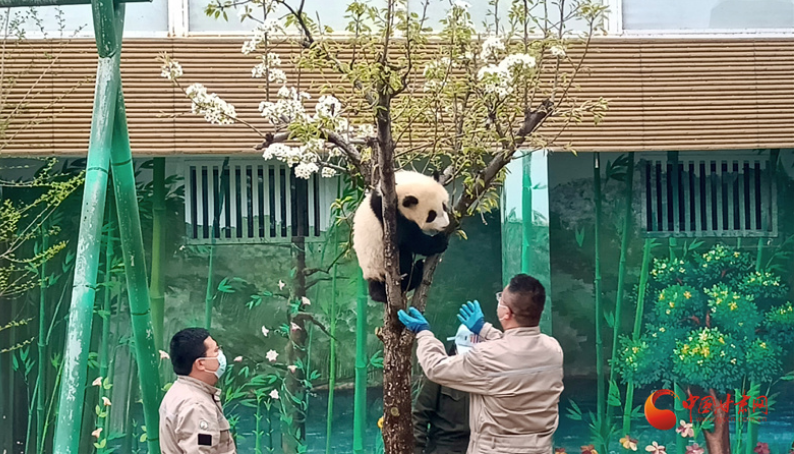 甘肅本土首只圈養(yǎng)大熊貓幼仔“曼蘭崽”今日正式亮相
